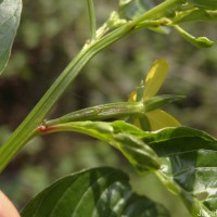 Ludwigia hyssopifolia (G.Don) Exell
